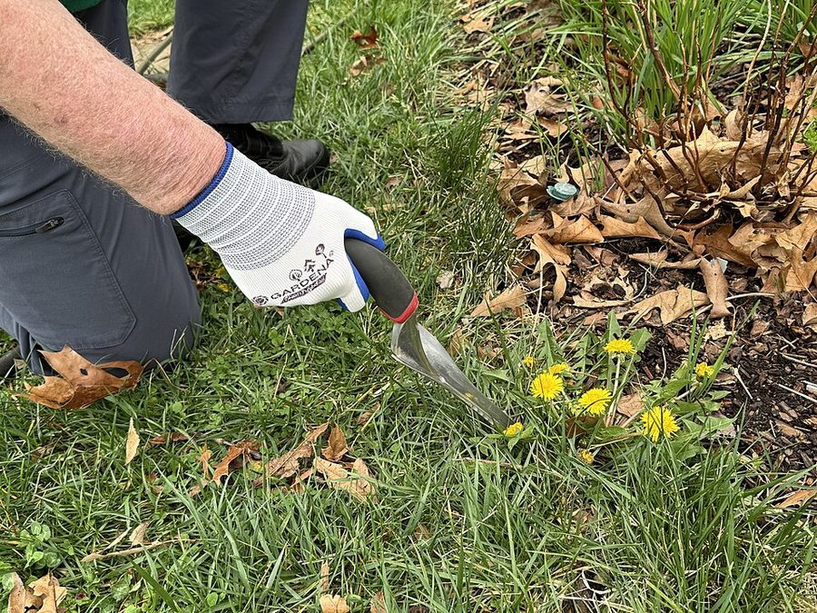 A gloved hand using a hand weeder to remove a dandelion from lawn