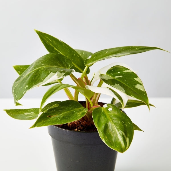 White Princess Philodendron 120mm - Gro Urban Oasis