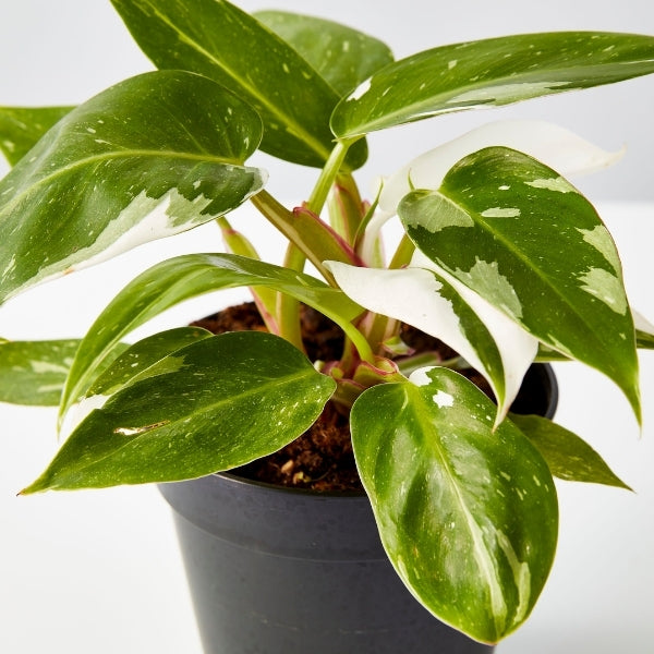 White Princess Philodendron 120mm - Gro Urban Oasis