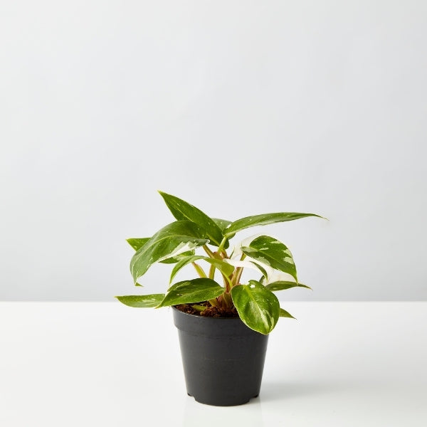 White Princess Philodendron 120mm - Gro Urban Oasis