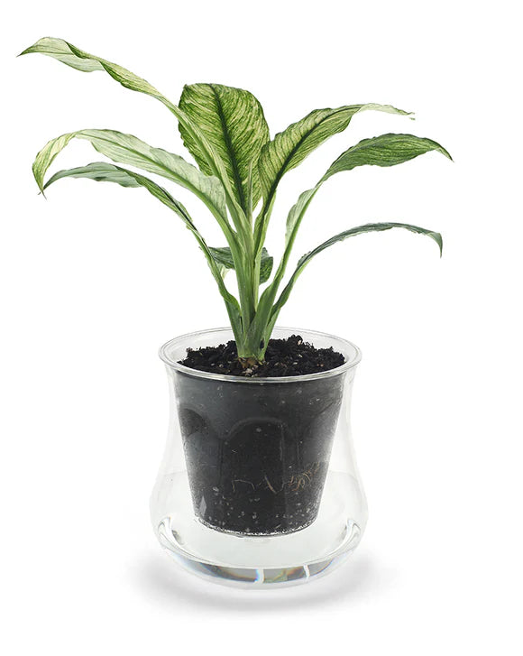 Cup O Flora Clear Glass Pot Extra Large