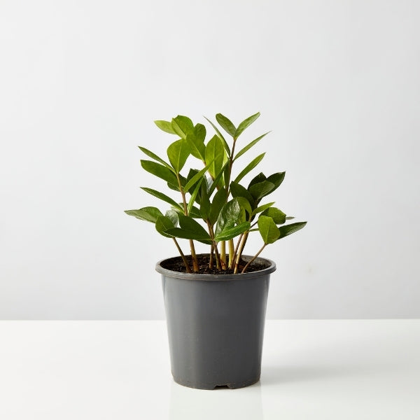 Zanzibar Gem 175 mm - Gro Urban Oasis