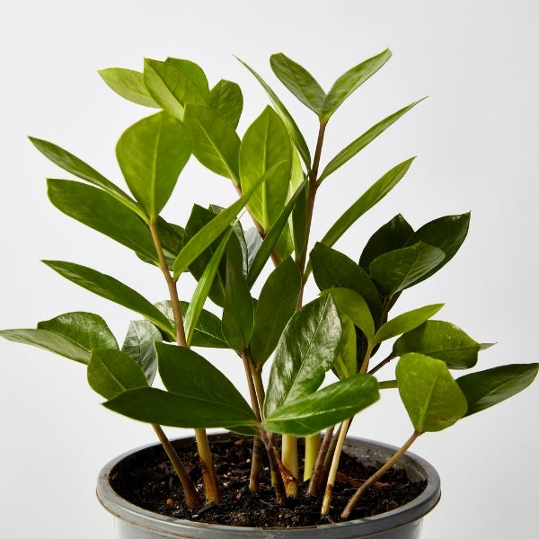 Zanzibar Gem 175 mm - Gro Urban Oasis