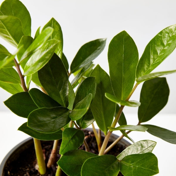 Zanzibar Gem 175 mm - Gro Urban Oasis