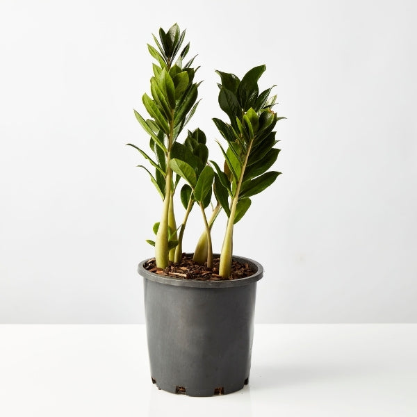 Zanzibar Gem 200mm - Gro Urban Oasis