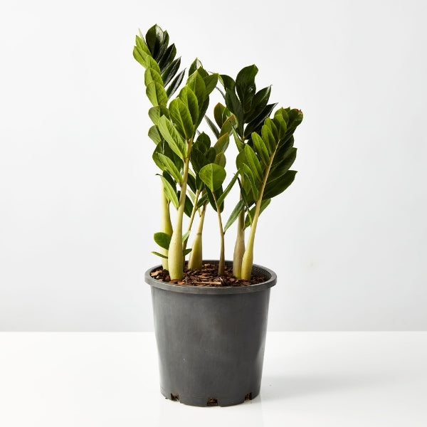 Zanzibar Gem 200mm - Gro Urban Oasis